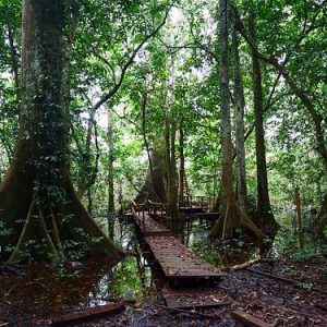 Okomu forest reserve